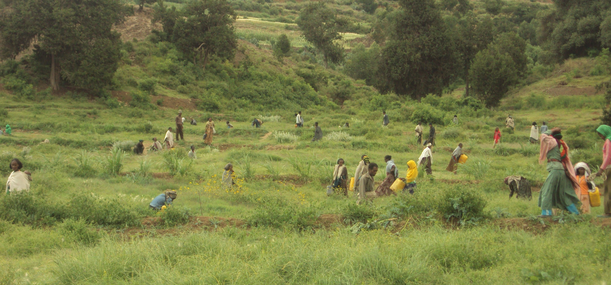 Community-led restoration in Tigray, Ethiopia